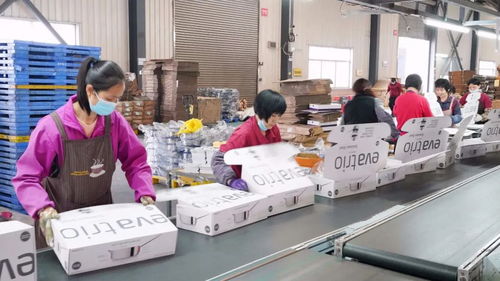 科技赋能云浮不锈钢产业 工业机器人助力凌丰集团“加速跑” 企业技术咨询服务成关键推手