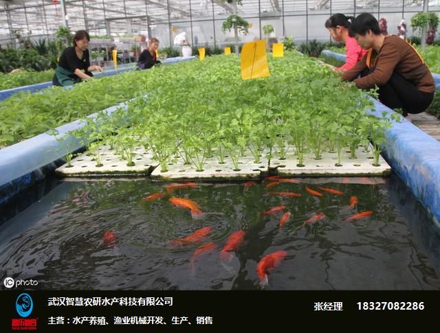鱼菜共生技术 智慧农研助力可持续农业的未来